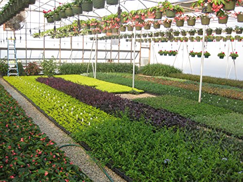 Podocarpus Macrophyllus Japanese Yew - 10 Live Plants - Evergreen Privacy Hedge #TOP5