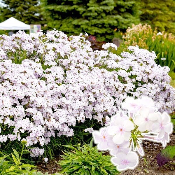 Amazon.co.jp: フロックス 苗 オープニングアクト ピンクアドット 1株