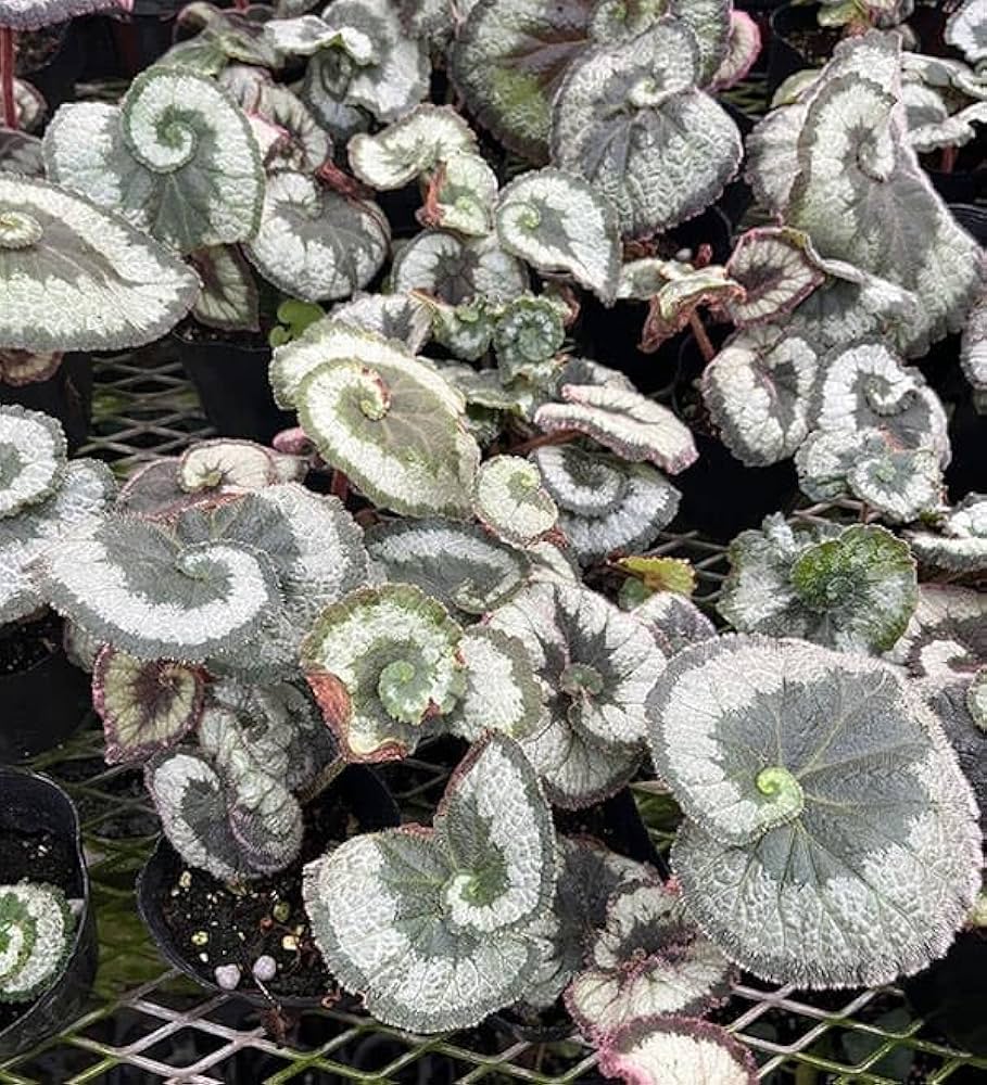 【さらにお値下げしました】ベゴニア百科 Begonia] Recent developments | Introducing plants due for