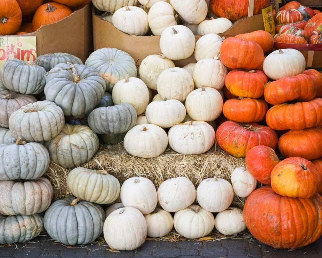 Winter Luxury Pumpkin Seeds - Heirloom - Heirloom Silky Texture for a Perfect Pie. This Marvelous, Small Pumpkin has a Unique, Netted Skin. Typical Weight is 6–9 lbs (Pack of 2)
