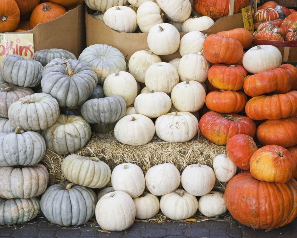 Amazon.com : Jarrahdale Large Blue Pumpkin Seeds - One of the Most