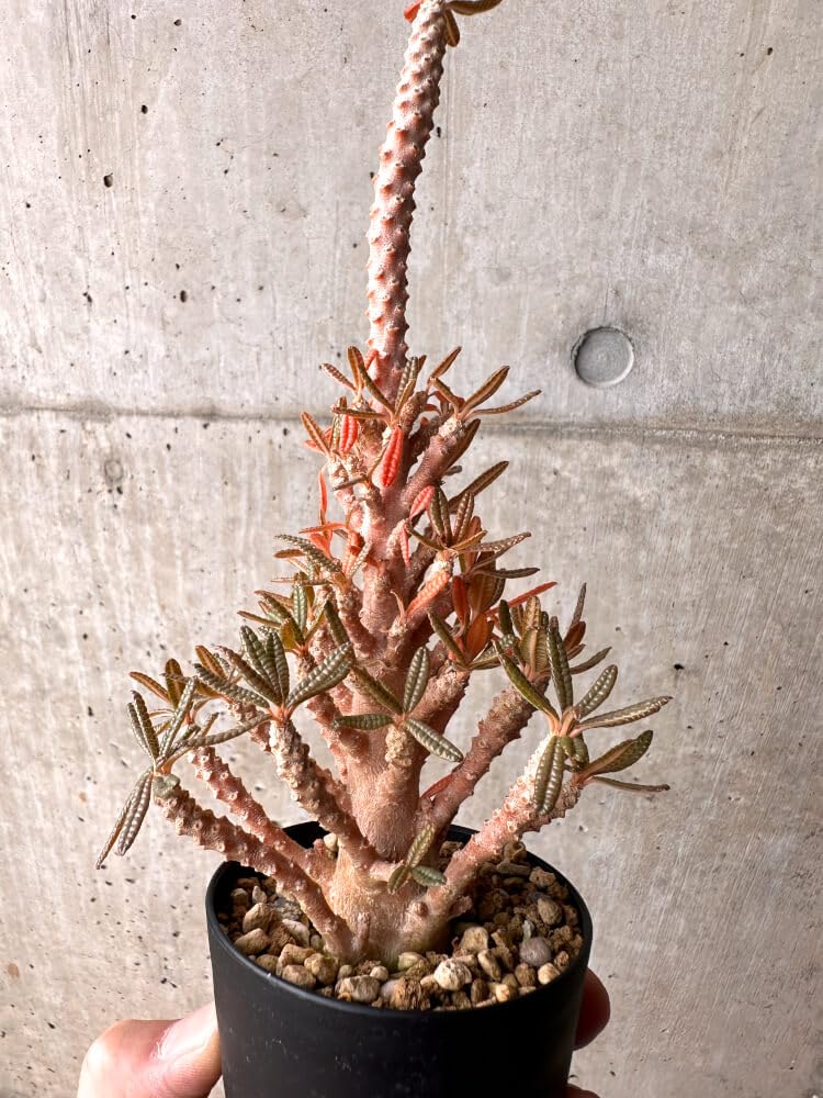 Amazon｜【現品限り】ドルステニア・ギガス ブラータ 挿し木 発根済み