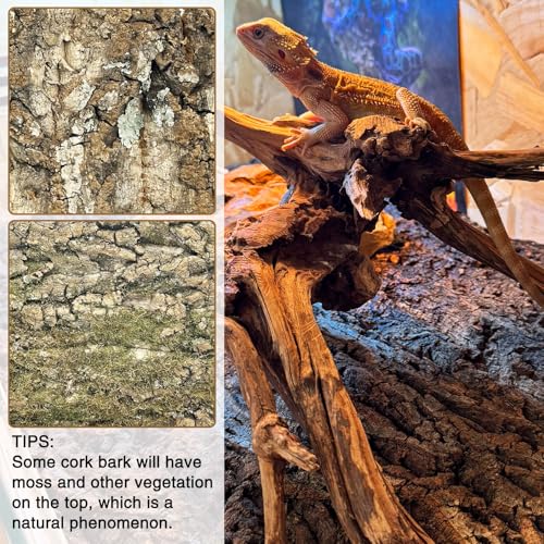 Image of Fhiny 10 PCS Cork Bark Background, 11.6 inch x 7.7 inch Natural Cork Bark for Reptiles Bearded Dragon Climbing Backdrop Terrarium Habitat Wall Decor Accessories for Turtle Gecko Lizard Snake Spider Frog