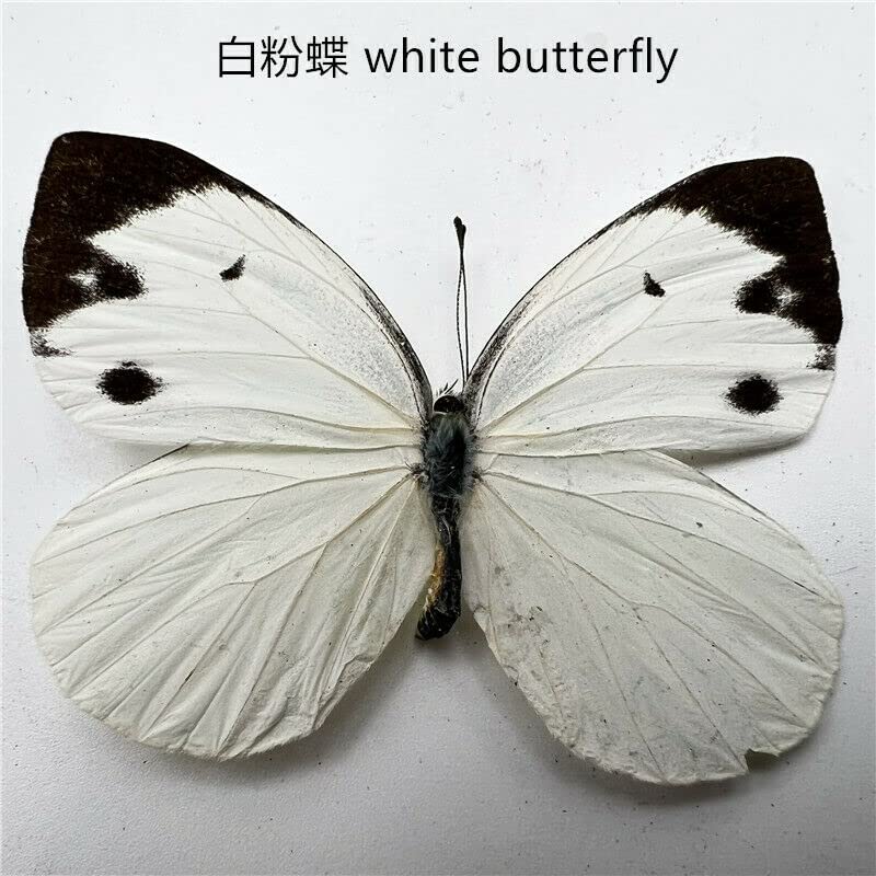Natural Butterflies for Collection, Assorted Dry-Preserved Tropical Butterflies, Real Specimens Entomology, Butterfly Natural, Decorations, Butterflies Wall Décor (30)