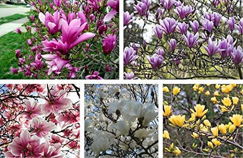 Piante profumate Qing a BUON Mercato e semi di Fiori Yulan Semi di Magnolia 10 semi/confezione