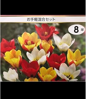 ミニ チューリップ 球根 ミックス お手軽混合セット 8球 ガーデニング園芸用品 ローメンテナンス 日本製 | ミニ チューリップ球根 ミックスお手軽混合セット 8球 ガーデニング園芸用品