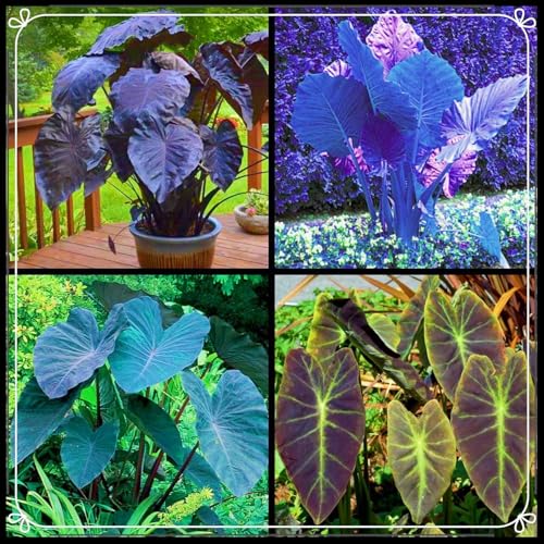 Magic Colocasia,Oreja De Elefante,Bulbo De Oreja,De Elefante Planta,JardíN Perenne Agradable-5bulbos-b