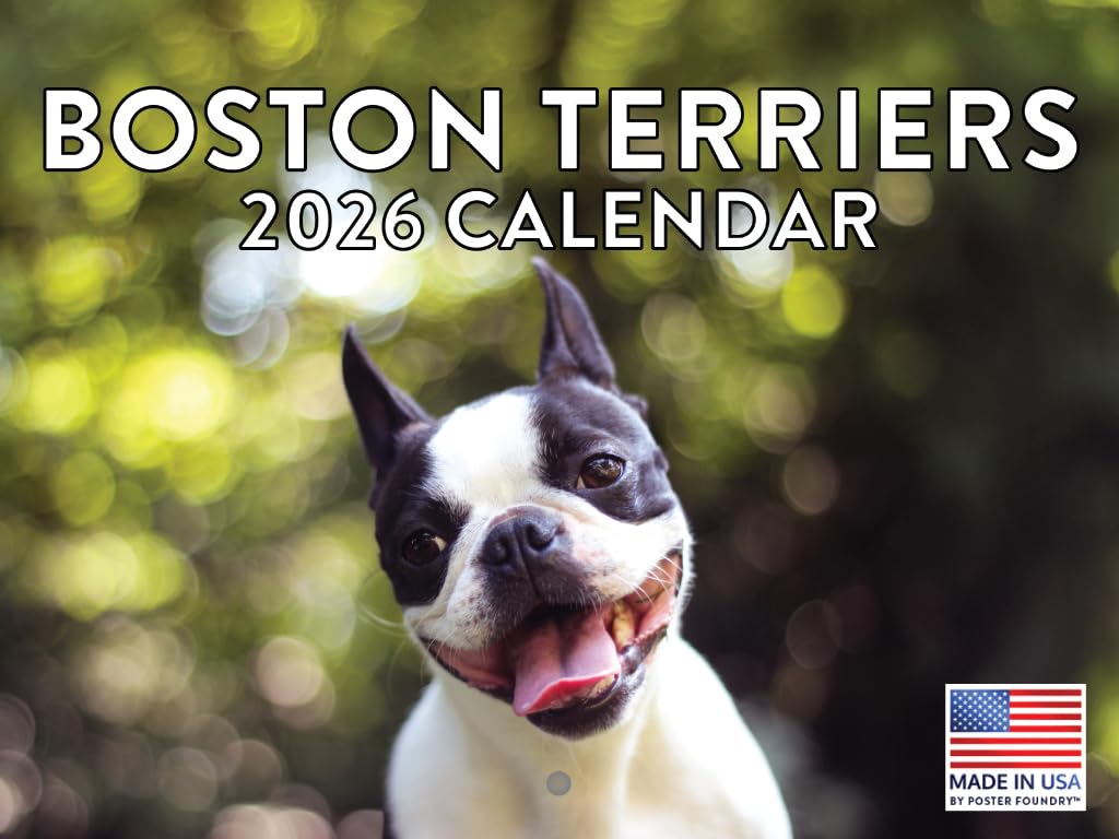 Boston Terrier Calendar 2026 Monthly Wall Calender 12 Month | American Made In The USA — image 1