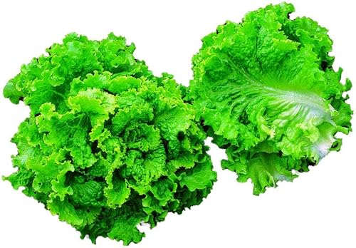 Park Seed Summer Glory Blend - Semillas de lechuga, Butterhead, Crisphead, Loose-Leaf y Romaine, paquete de 600 semillas