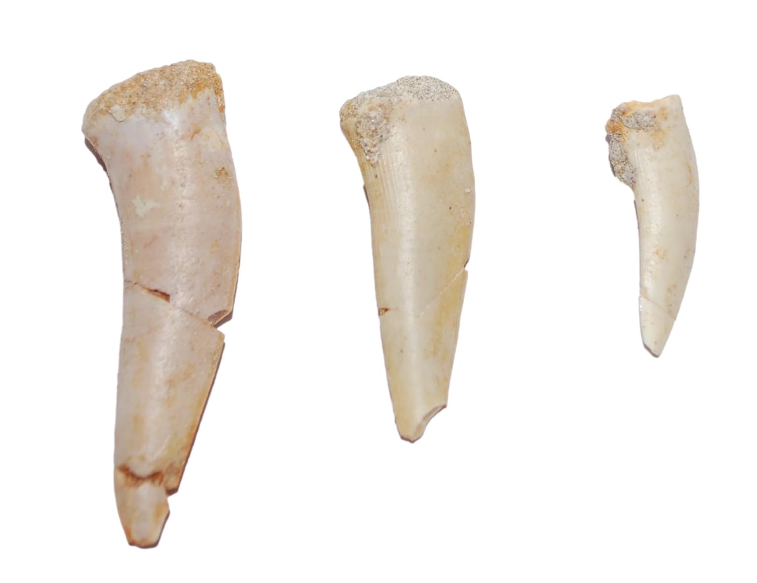 Enchodus Tooth Fossils 145 Million Yrs Old w/ Display Box & COA #13806 15o