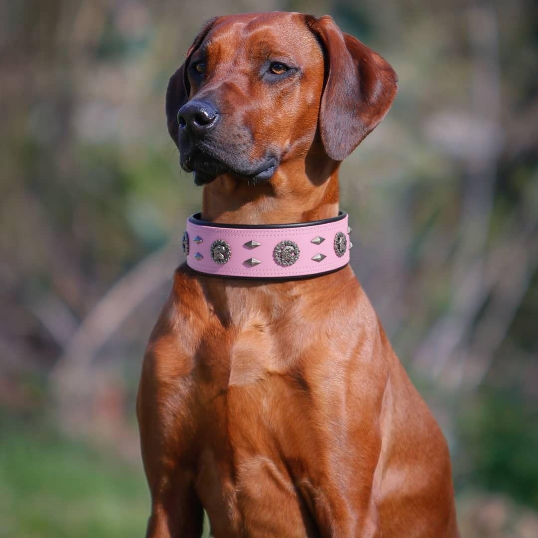 Premium Leather Dog Collar for Large Dogs - 2-Inch Wide Adjustable Soft Handmade Heavy Duty Collar for Giant Breeds, Durable & Comfortable - Pink