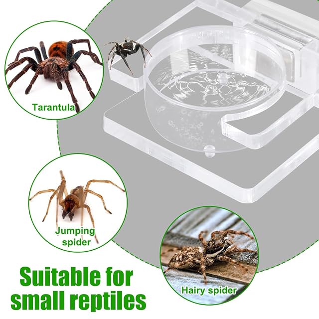 Foto 7 de 7 de DONGKER Plato de alimentación para arañas saltarinas, tarántula magnética de acrílico para arañas saltarinas