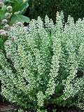 Perennial Farm Marketplace Calamintha Nepeta ‘White Cloud’ (Calamint) Live Perennial, Size-#1 Container, Fragrant White Summer Flowers, Zones 4-7