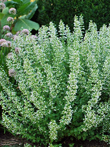 Calamintha Nepeta 'White Cloud' image