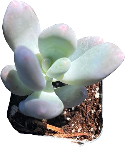 Miniatura 2 de USKC Plantas suculentas vivas Pachyphytum (2 pulgadas Pot Pachyphytum Compactum 'Little Jewel')