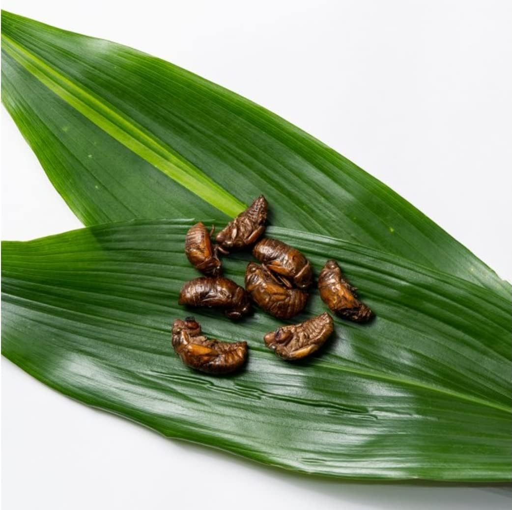 Amazon Co Jp Takeo 国内正規品 そのまま食べれる昆虫食 セミの幼虫 ペット用品