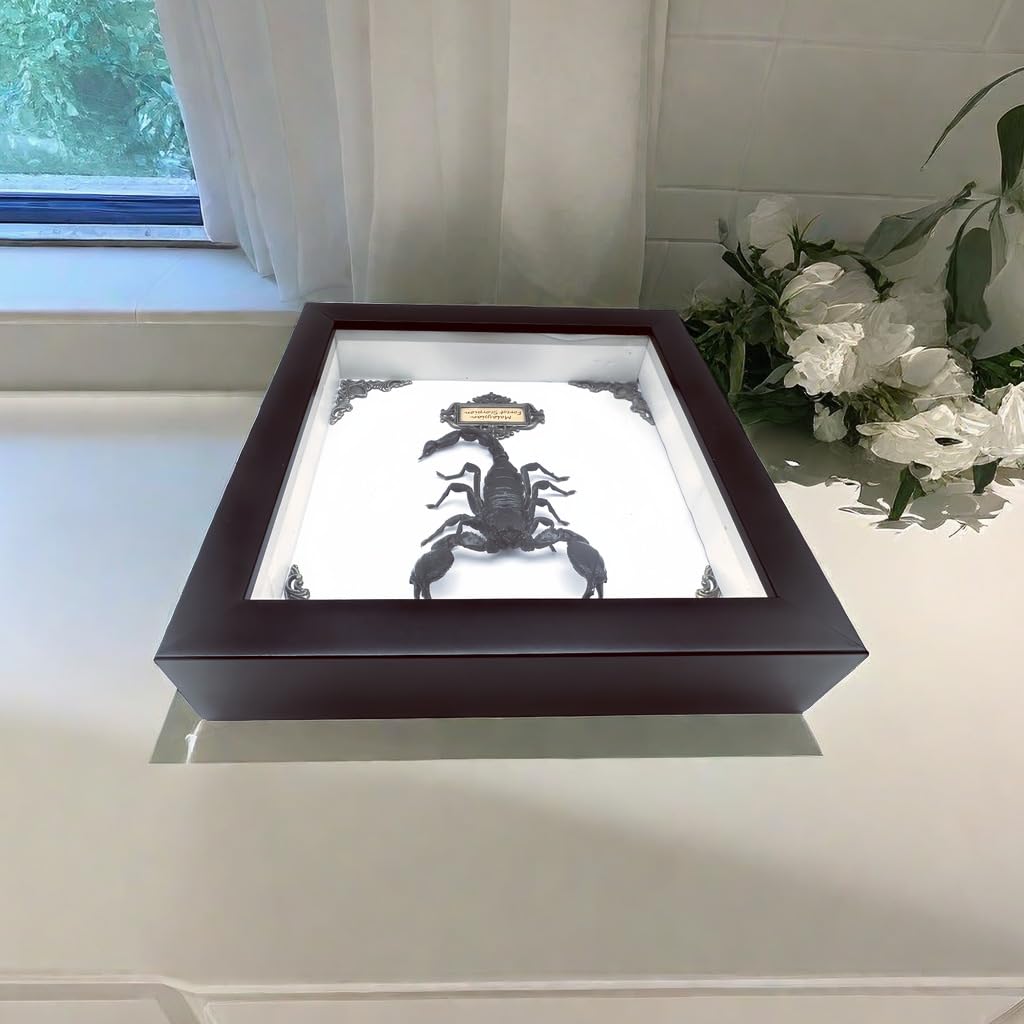 Real Forest Scorpion Specimen, Black Frame Shadow Box, Taxidermy for Insect Lovers,Insect Taxidermy Display Wall Art Hanging Decor Home Living Decor