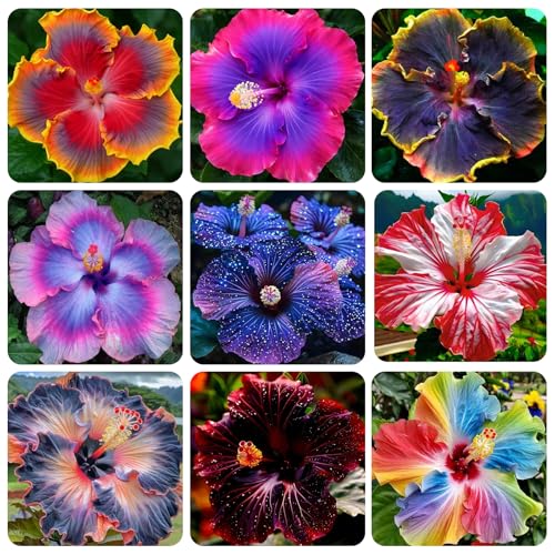 100+Mixed Giant Hibiscus Seeds Planting Outdoor- Perennial Rare Non-GMO Heirloom Flowers Plant for Your Flourishing Garden Home