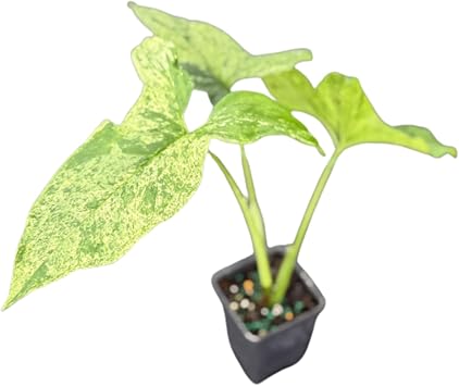 Syngonium Mojito Plant