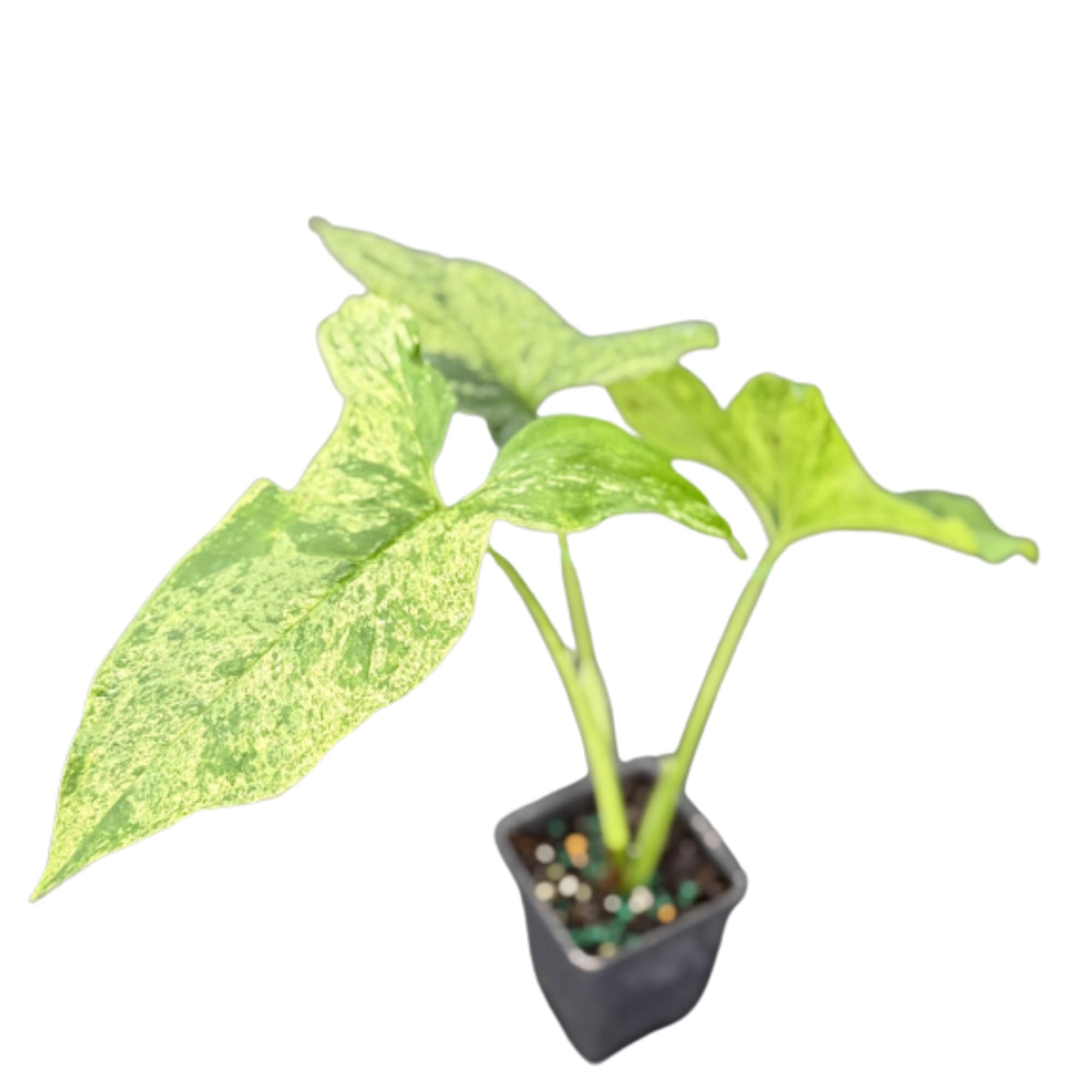 Amazon.com : Syngonium Mojito Live Plant in 2.5-Inch Pot - Stunning Green &  White Variegated Houseplant, Easy Care Indoor Plant for Home Dcor, Office,  and Gift Giving (Heat Pack Included) : Patio,