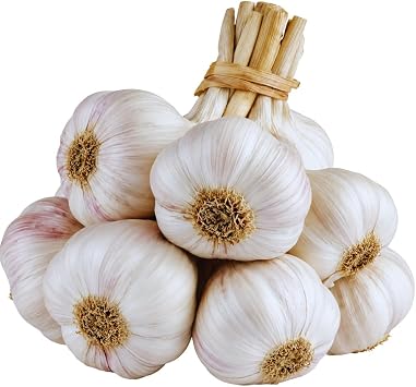 4 Hardy Garlic Bulbs to Plant, Garden Garlic Bulbs | Large Size, Zones 3-9, Fall Planting, Harvest Next Summer, Raised Beds, Container Growing, Home Vegetable Garden
