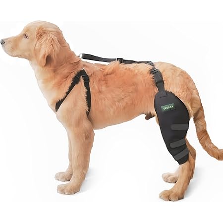 hip hound brace amazon