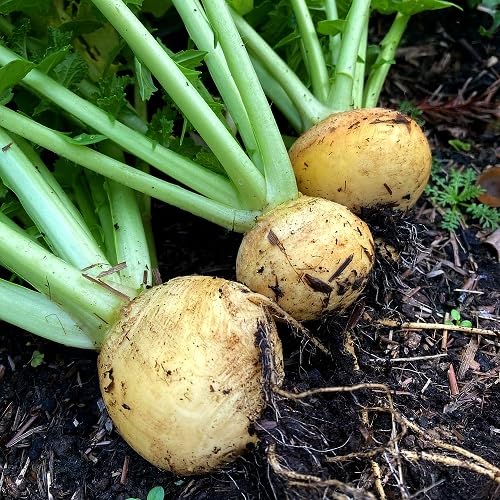 100 semi di rapa gialla per ortaggi