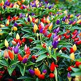 Seeds4planting - Seeds Indoor Ornamental Pepper Madagascar Mix Hot Chili Heirloom Vegetable Non GMO