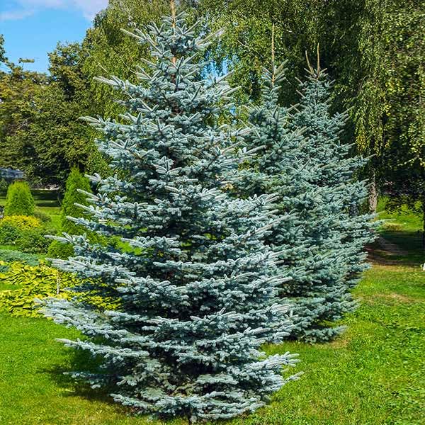 Colorado Blue Spruce