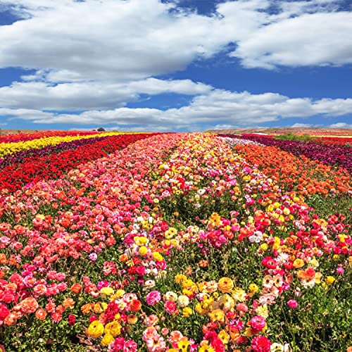 12 Species Heirloom Flower Seed For Planting, Hummingbird And Butterfly Attracting Wildflower Mixture, Rubin, Aubergine, Persimmon, Zinnia, Forget-Me-Not, A Bunch Of Red, Cat's Paw. #TOP4