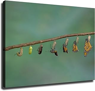 Insect Life Cycle of A Monarch Butterfly Poster Wall Art for Living Room Bedroom Wall Art Printin Wall Decor Gifts (8x12inch-Framed)