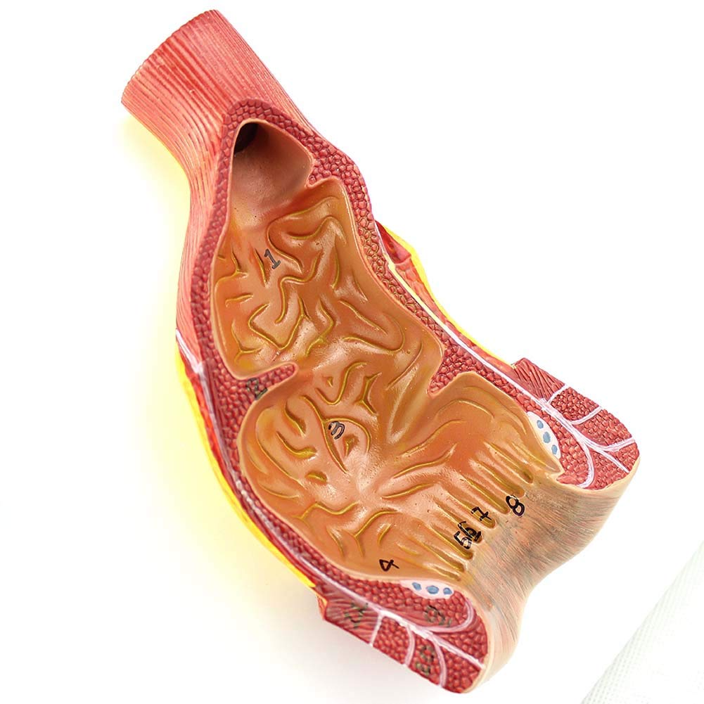 Anatomical Structure Anorectal Surgery Model in Human Doctor Rectum