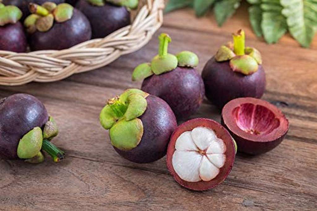 See full amazon price history chart for Creative Farmer Live Fruit Plants Mangosteen Food Of The Gods Thailand Origin Fruits For All Season Garden Plant(1 Healthy Live Plant) Creative Farmer Live Fruit Plants Mangosteen Food Of The Gods Thailand Origin Fruits For All Season Garden Plant(1 Healthy Live Plant) (B08P5R76FN) Amazon Price History, Amazon Price Tracker