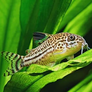 Julii Cory Catfish (Pack of 12 Fish) - Live Fish for Aquarium Exotic Freshwater Live Fish, Live Aquarium Fish, Live Fish, Live Freshwater Fish Freshwater Fish Live Buy Live Fish