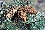 20 Seeds Douglas Fir Tree Seeds Pseudotsuga menziesii