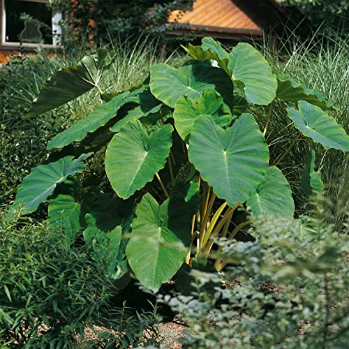 Garden State Bulb Colocasia Esculenta Elephant Ear Bulbs 5/7 inches Spring Planting (Bag of 5)