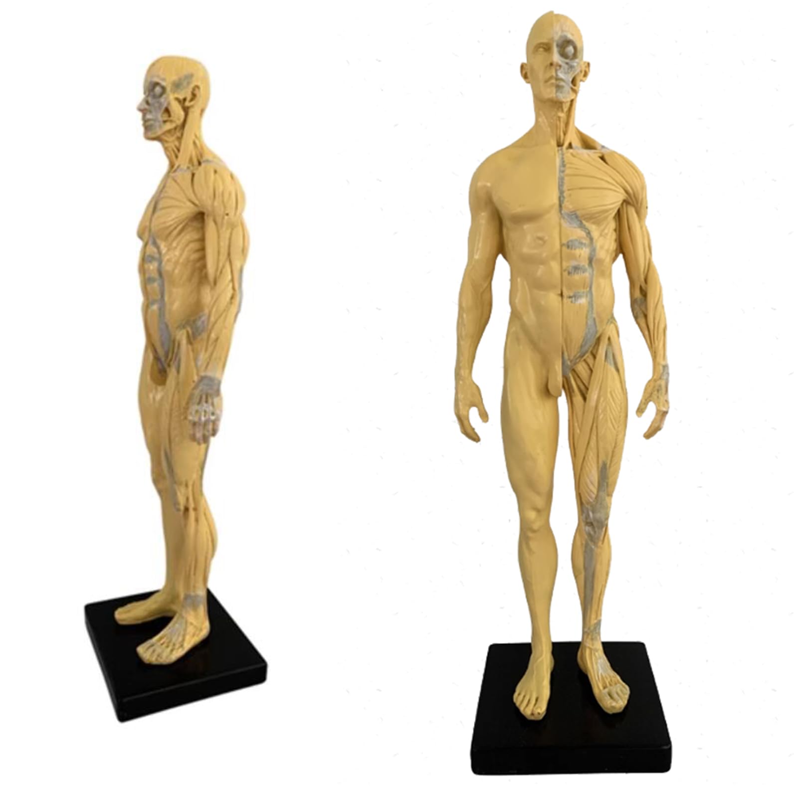 Model Anatomiczny Człowieka - 11-Calowa Figurka Anatomiczna Człowieka - Ecorche I Skóra, Czaszka, Głowa, Ciało, Mięśnie, Kość, Model Żywiczny Do Nauczania I Edukacji, B,C