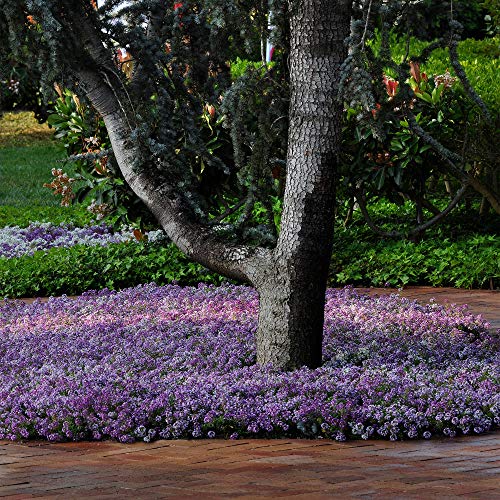 Outsidepride Lavender Shades Alyssum Ground Cover Plant & Low Growing Flowers - 500 Seeds #TOP30