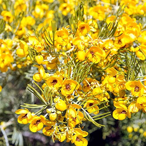 Senna Artemisioides Seeds Feathery Cassia Low Maintenance Deer Resistant Drought