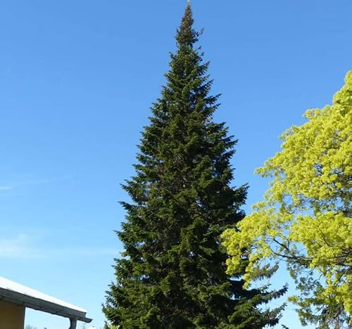 Abies Sibirica (Siberian Fir) Tree Seed, Fresh, Woody, Earthy, Sweet Scent, You Choose The Quantity (1 Pack) #TOP4