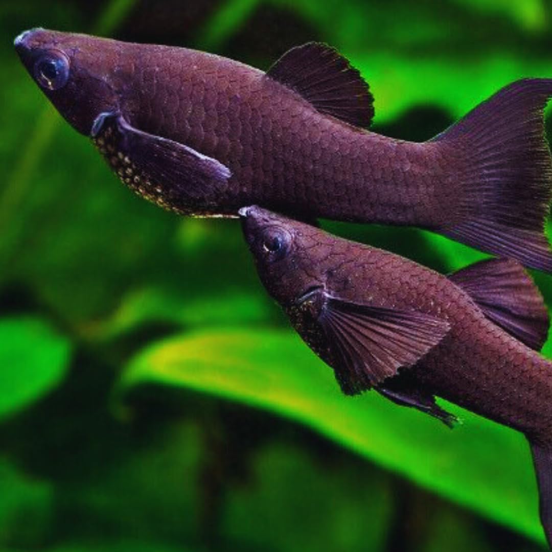 Black Lyretail Molly Live Fish for Aquarium Exotic Freshwater Live Fish, Live