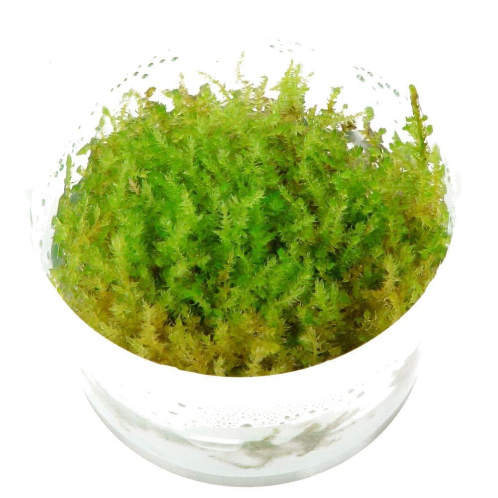 Tropica Acquario Pianta Muschio Vesicularia Dubyana 'Christmas No.003ATC in Vitro 1-2 Grow Piante Acquario Piante Acquario Piante Acquario