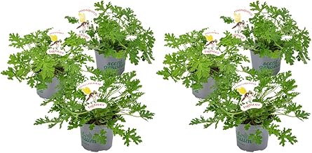 Bloomique - Set of 6 - Pelargonium Graveolens - Lemon geranium - Mosquito repellent - Scented - Garden plants - Height 15-30 cm - Pot 10.5 cm