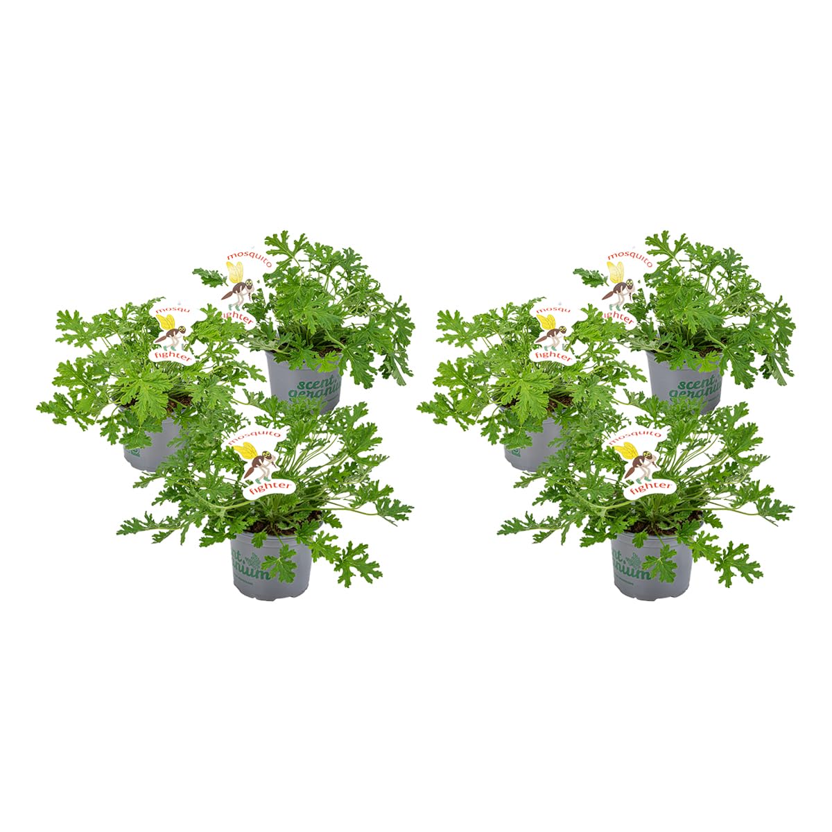 Bloomique - Lot de 6 - Pelargonium Graveolens - Géranium citron - Anti-moustique - Parfumé - Plantes de jardin - Hauteur 15-30 cm - Pot 10,5 cm