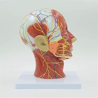 Study Model 1Pc Human,Skull with Muscle and Nerve Blood Vessel, Head Section Brain, Human Anatomy Model. School Medical Teaching SaiFei