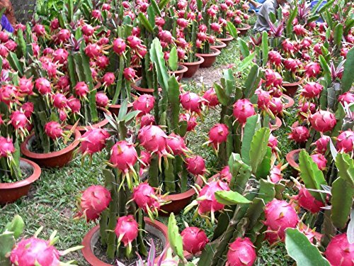 3 RED + 3 PURPLE + 9 inch CUTTINGS DRAGON FRUIT TREE PLANT (PITAHAYA)
