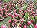 3 RED + 3 PURPLE + 9 inch CUTTINGS DRAGON FRUIT TREE PLANT (PITAHAYA)