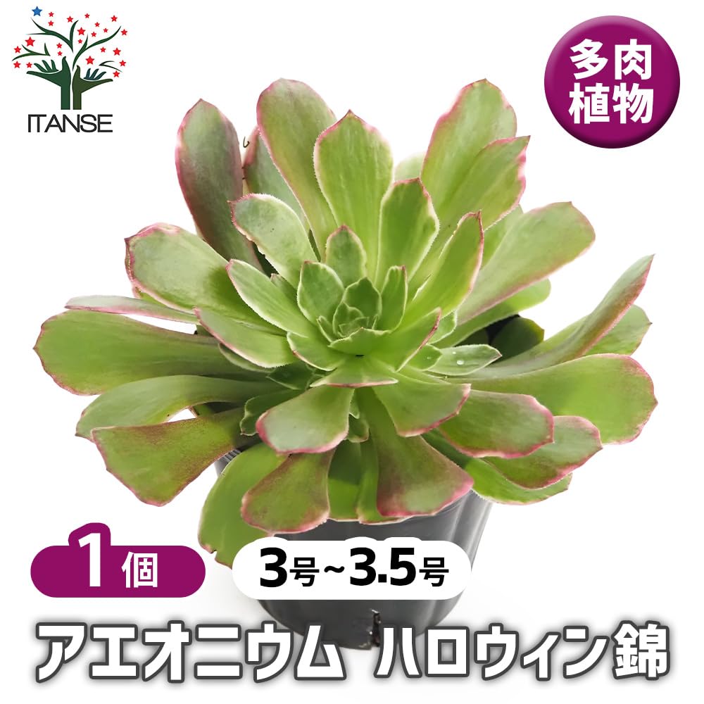 Amazon｜ITANSE アエオニウム ハロウィン錦 3～3.5号 1個売り