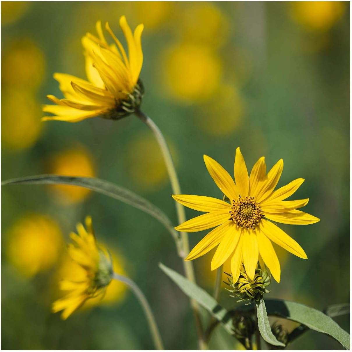 Everwilde Farms - 1 Oz Western Sunflower Native Wildflower Seeds - Gold Vault