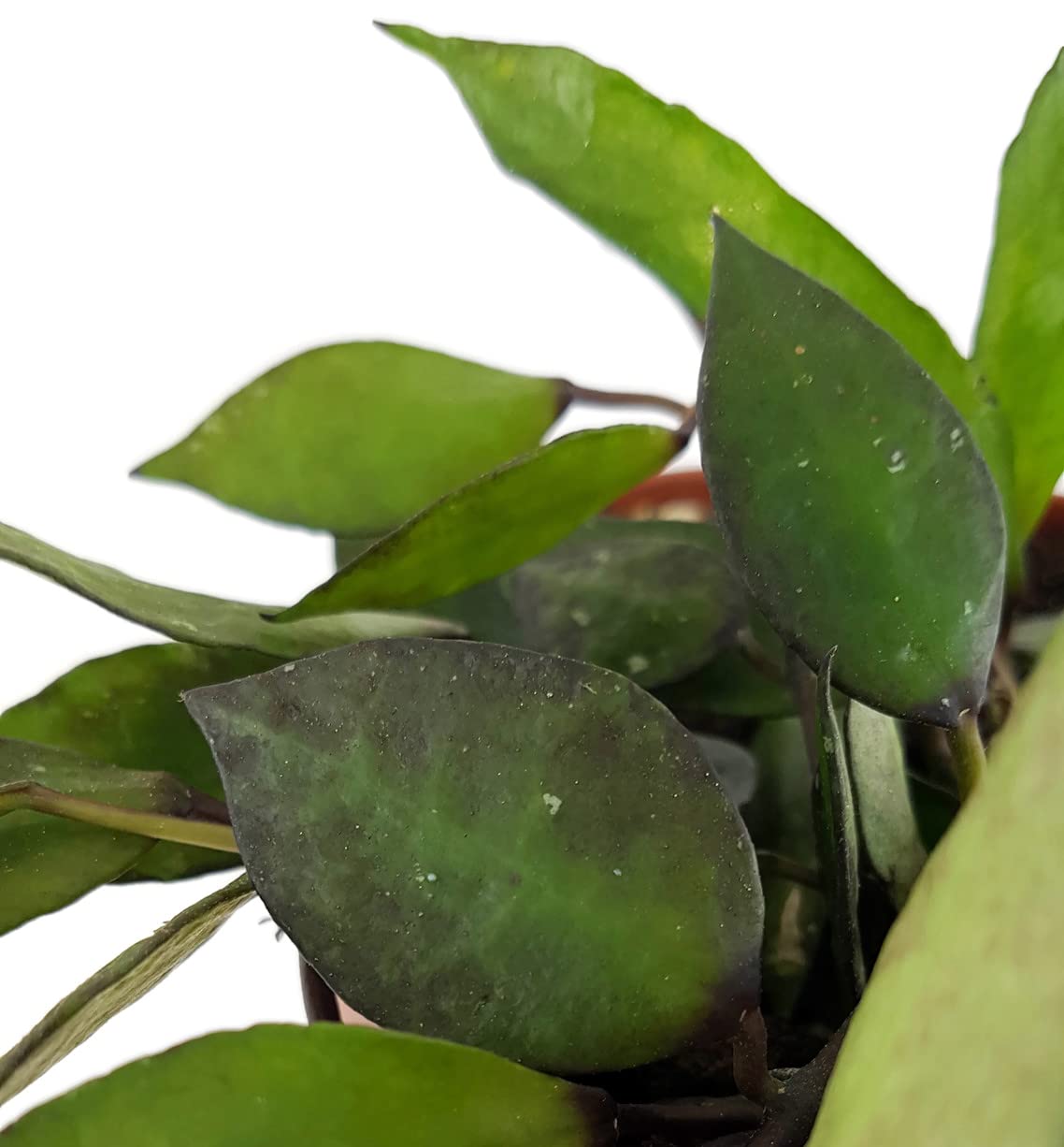 Hoya krohniana Black Leaves - Porzellanblume mit dunklen Blättern - blühfreudige Wachblume - seltene Zimmerpflanze